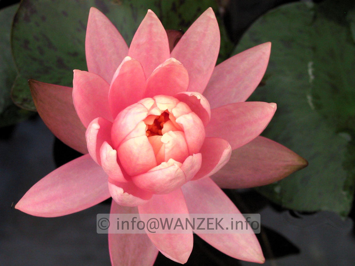 Nymphaea Sunny Pink-2.JPG